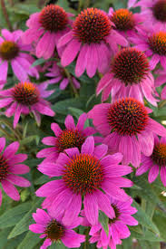 Echinacea Pow wow Wild Berry Coneflower