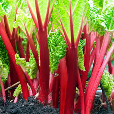 Rhubarb, Victoria
