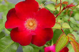 Rose, Screaming  Neon Red