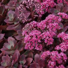 Sedum, Firecracker