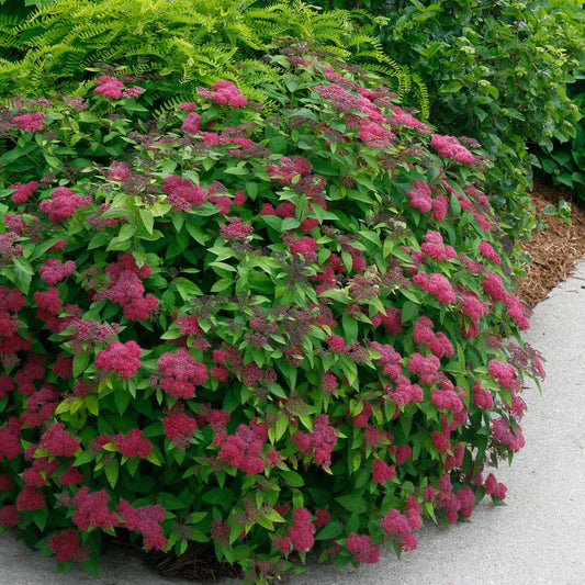 Spirea, Double Play Red