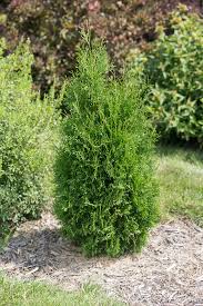 Arborvitae, Tall Guy