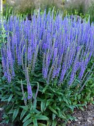 Veronica, Blue Skywalker