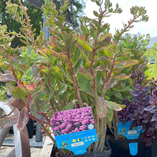 Sedum, Carl