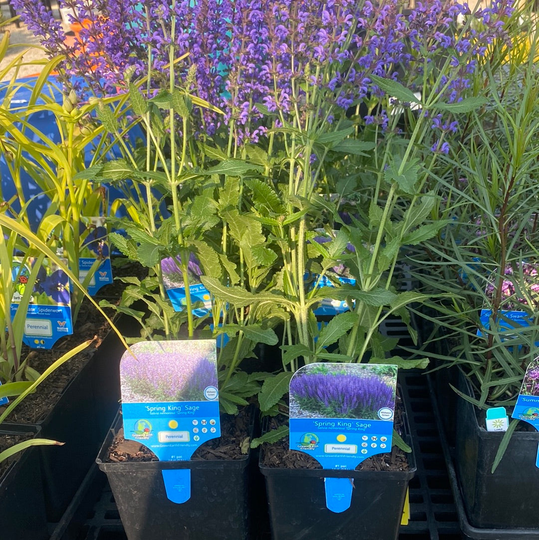 Salvia, Spring King Sage