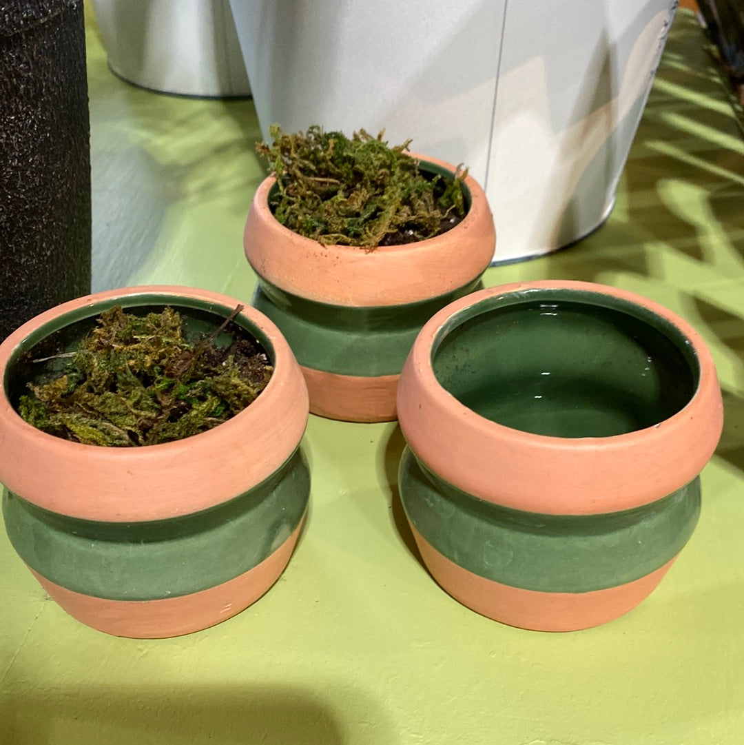 Mini pots for succulents