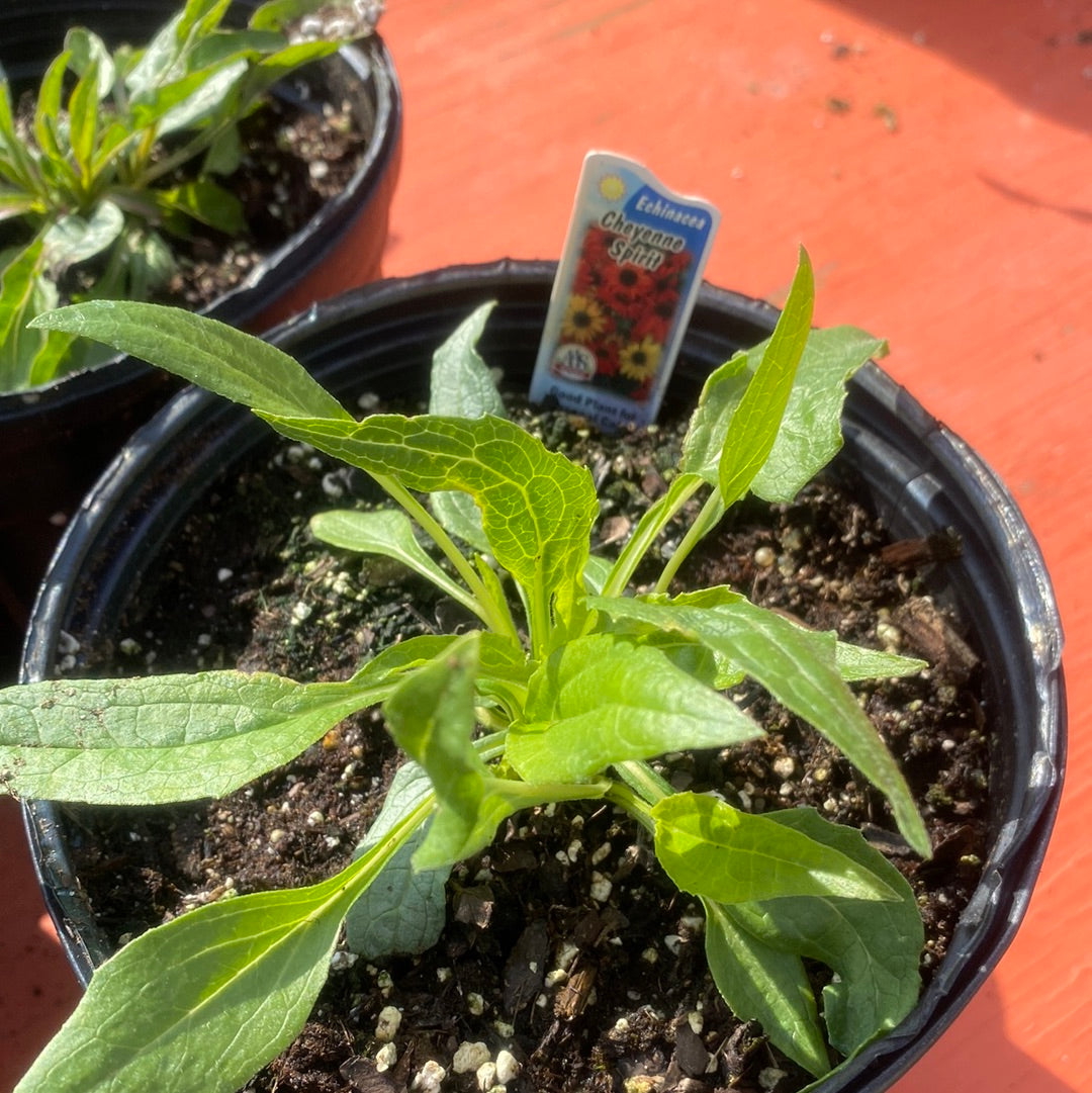 Echinacea Cheyenne Spirit   Coneflower