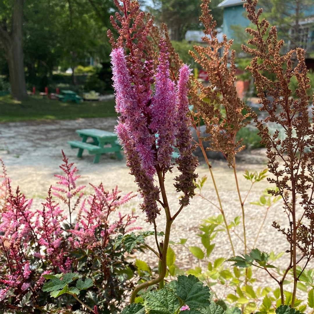 Astilbe x a. Fanal