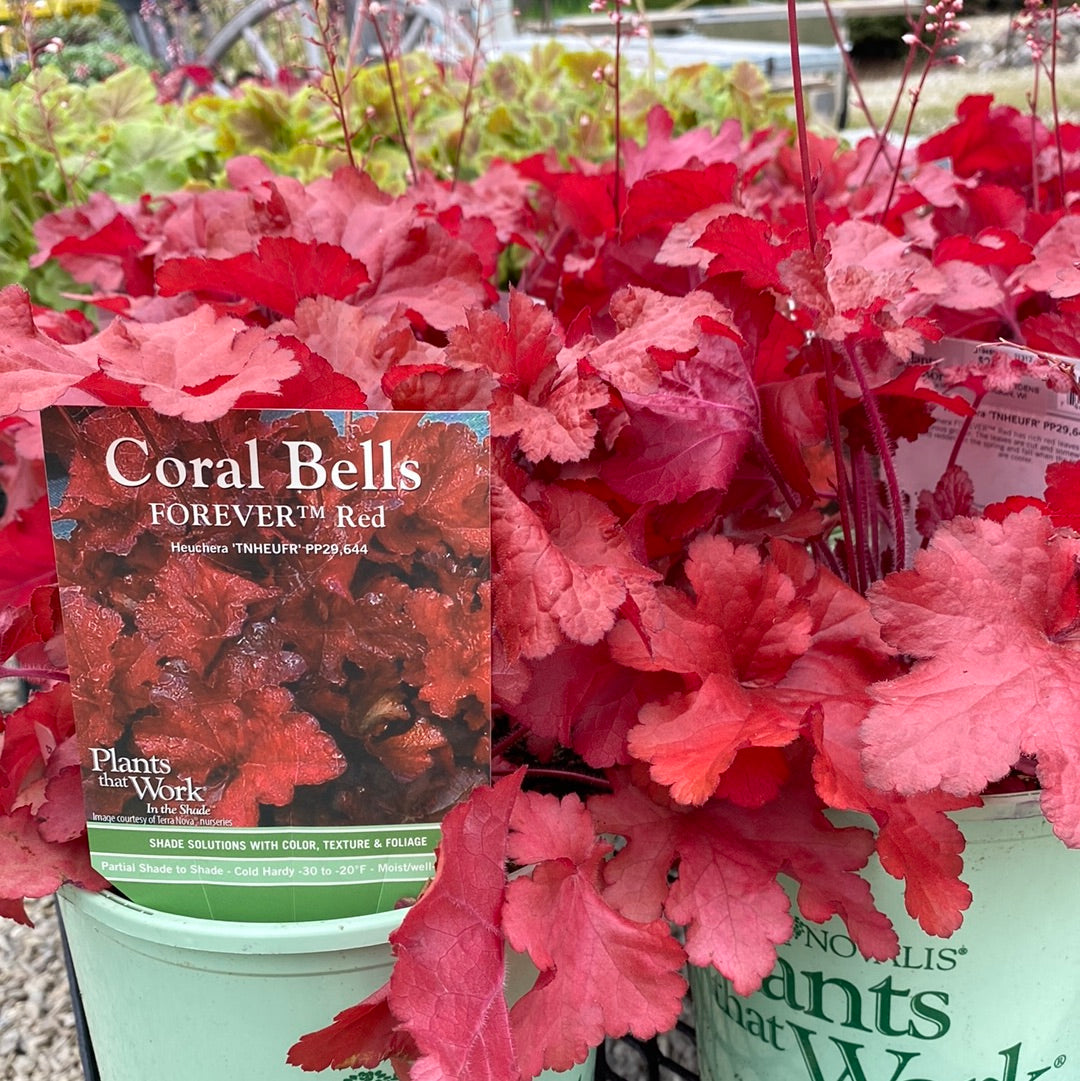 Heuchera Forever Red
