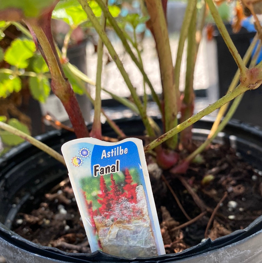Astilbe x a. Fanal