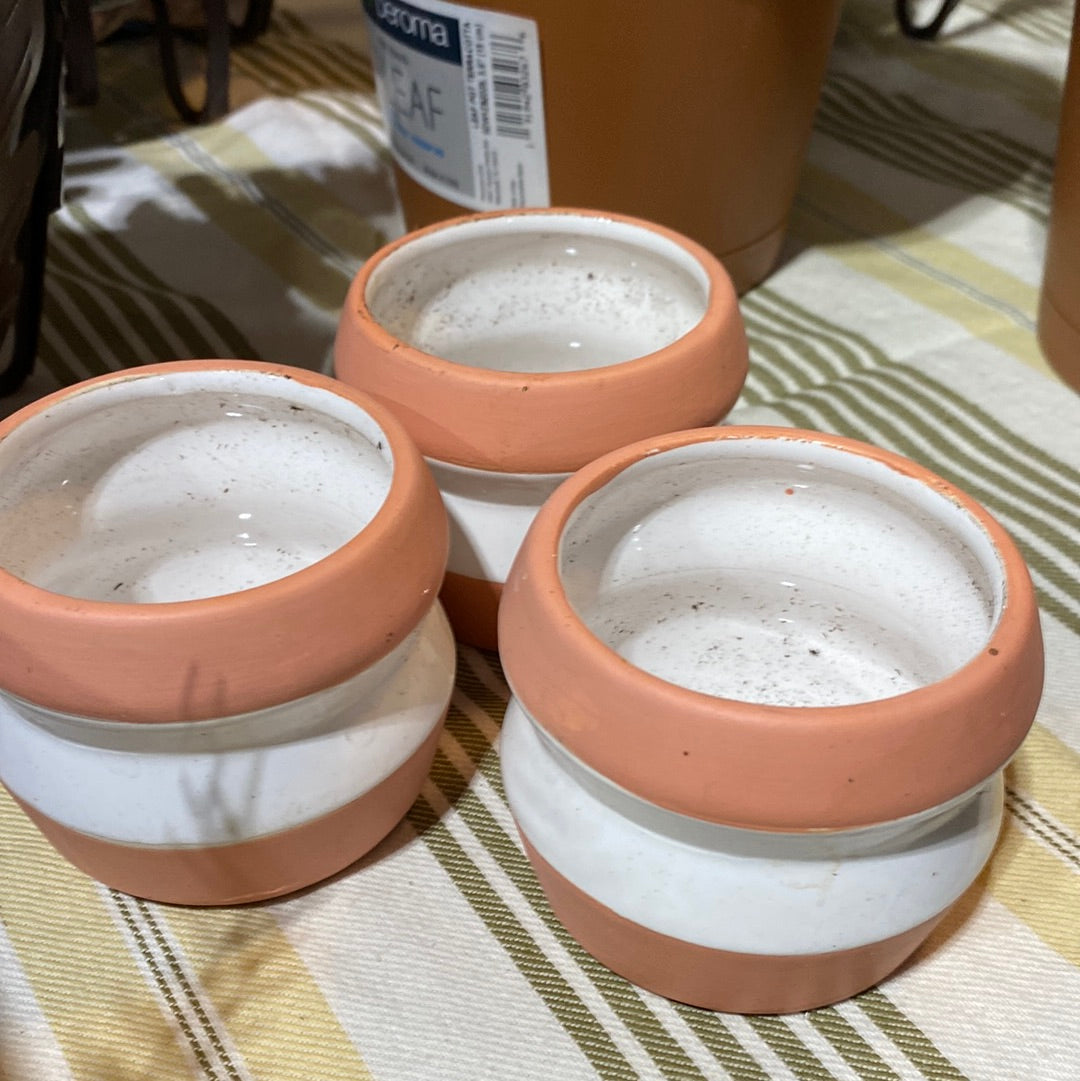 Mini pots for succulents