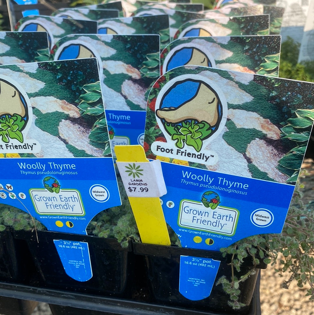 Thyme, Woolly creeping