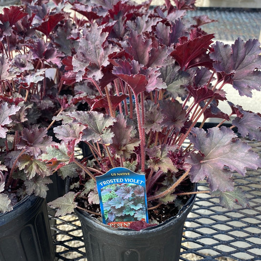 Heuchera Frosted Violet