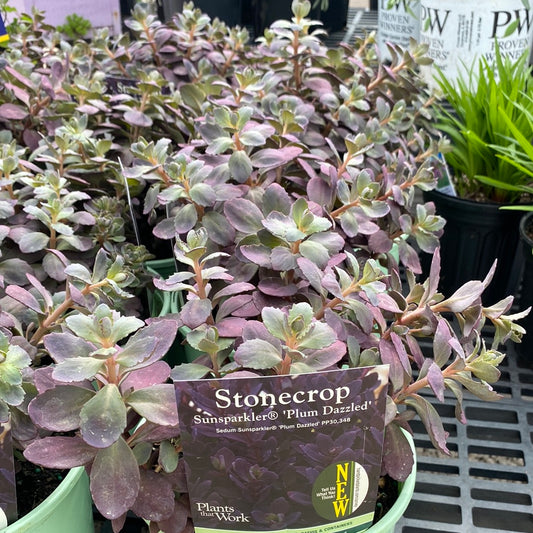 Sedum Plum Dazzled