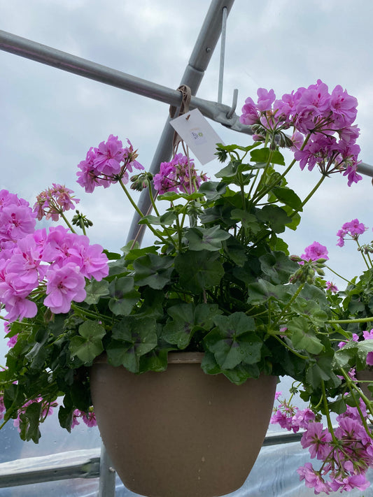 Hanging Basket $49