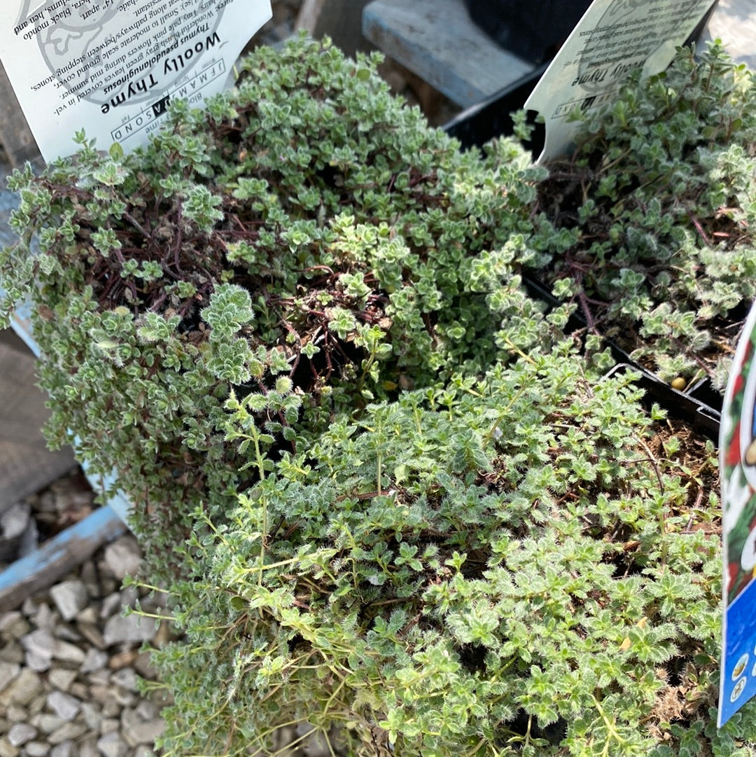 Thyme, Woolly creeping