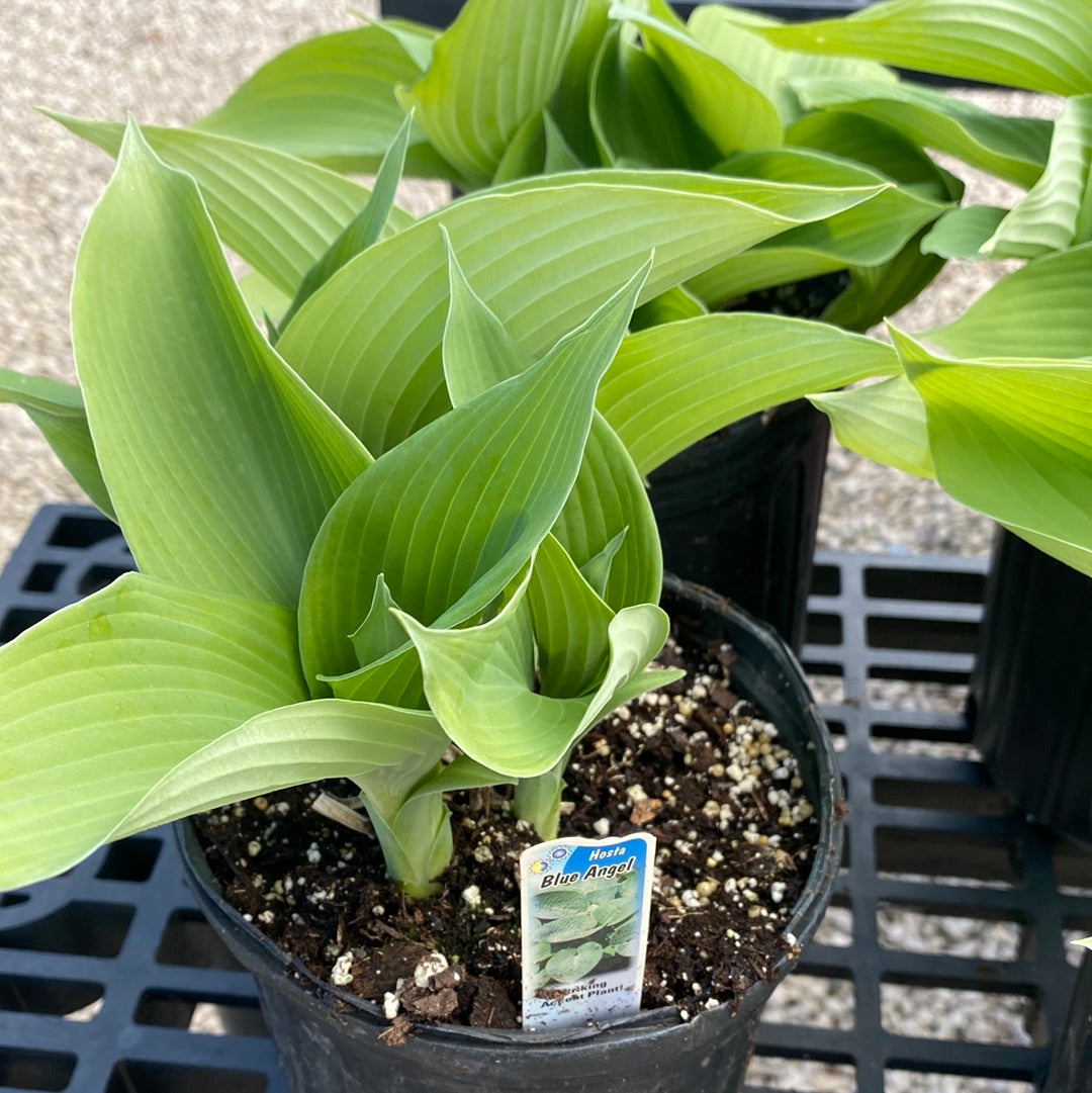 Hosta Blue Angel