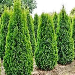 Arborvitae, Emerald Green 5'