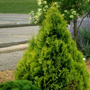 Arborvitae, Sunkist