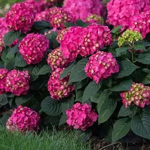 Hydrangea, Summer Crush