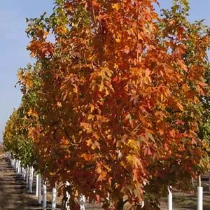 Maple, Fall Fiesta Sugar