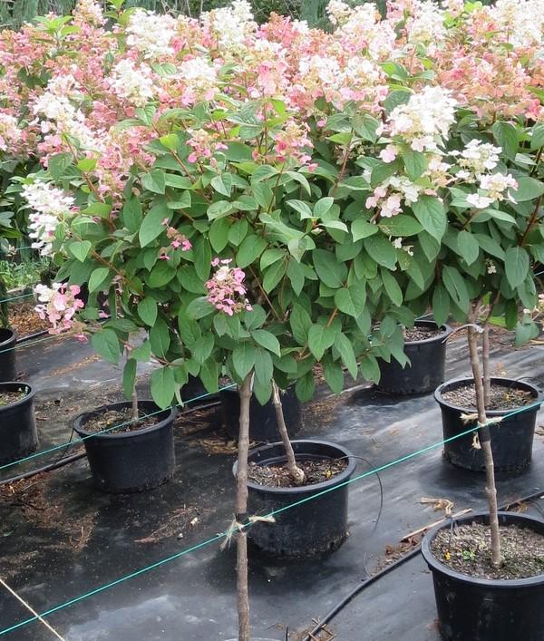 Hydrangea, Quick Fire TF