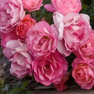 Rose, Sunrise Sunset