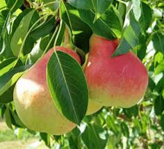 Pear, Summercrisp