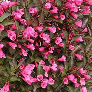 Weigela, Wine & Roses